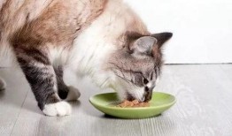 猫咪免费吃瓜视频大全,萌宠欢乐时光集锦