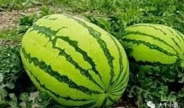 中卫网红怎么吃瓜,揭秘吃瓜达人如何玩转网络热点