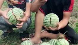 网红农村吃自己瓜,网红农村自食其瓜，体验田园生活魅力