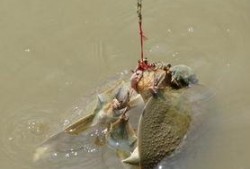 武汉偷甲鱼最新爆料,深夜盗猎者上演“水中盗宝”惊心动魄一幕