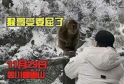 游客爆料猴子视频在线观看,在线观看惊现丛林奇观