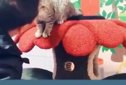 吃瓜翻车搞笑视频大全免费观看,笑料百出！免费观看吃瓜翻车搞笑视频大全