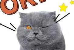 博士猫娱乐爆料是真的吗,真相揭秘，是真是假？