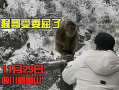 游客爆料猴子视频在线观看,在线观看惊现丛林奇观