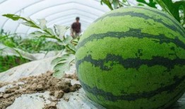 三个瓜最新爆料,揭秘三个瓜最新爆料背后的惊人真相